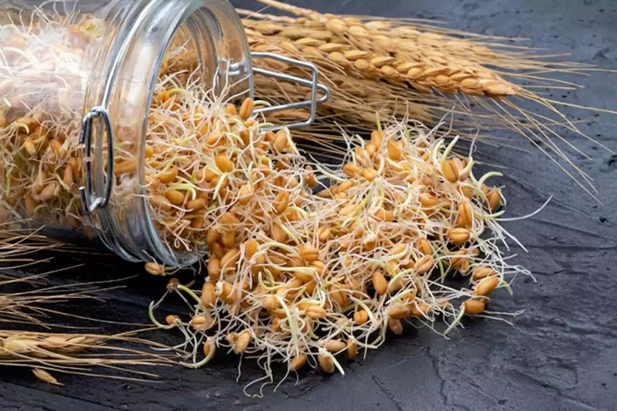 اثبات خواص افزایش طول عمر و ضد پیری جوانه گندم اثبات خواص افزایش طول عمر و ضد پیری جوانه گندم