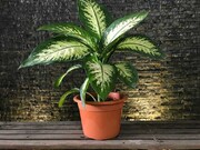 6 گیاه زیبایی که بهتر است در خانه نباشند