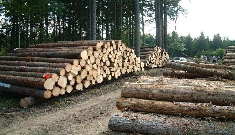 حال ناخوش این روزهای زاگرس/ قطع درختان و قاچاق چوب، تهدیدی برای جنگل