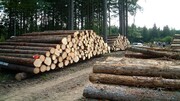 قاچاق چوب و غارت جنگل‌های شمال کشور همچنان ادامه داد