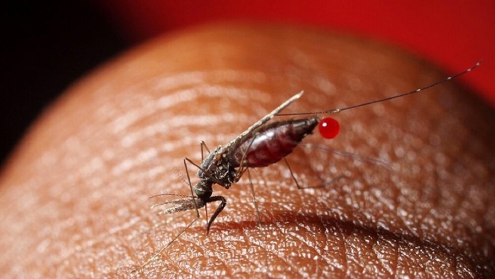پشه‌ای که حامل ویروس مرگبار است