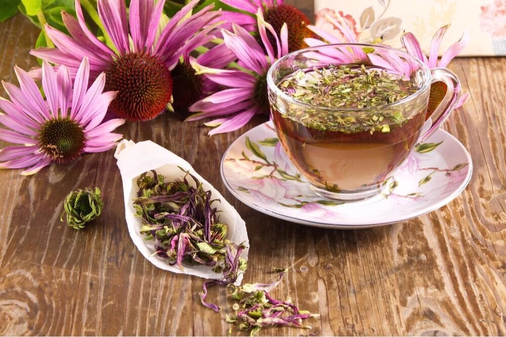 گیاهی که از ابتلا به کووید پیشگیری میکند گیاهی که از ابتلا به کووید پیشگیری میکند
