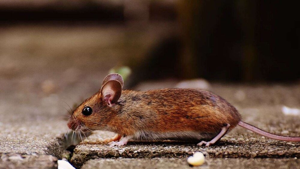 اومیکرون از موش ها منشا گرفته است