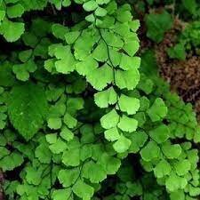 پرسیاوشان و خواص درمانی آن