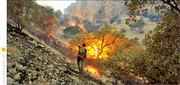 افزایش احتمال آتش‌سوزی جنگل‌ها در سال1401
