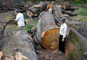 مصوبه شورایعالی اداری درباره تغییر نام سازمان جنگل ها را ابطال کنید / به انتقادات کارشناسان نسبت به عملکرد مدیریت سازمان جنگلها توجه شود