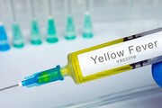 واکسن تب زرد ساخته می شود