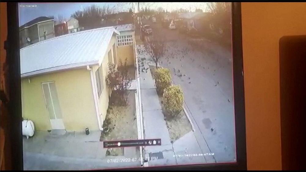 مرگ مشکوک و ناگهانی صدها پرنده در شمال مکزیک مرگ مشکوک و ناگهانی صدها پرنده در شمال مکزیک