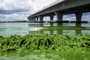 میزان بالای آلودگی های سمی در رودخانه های جهان