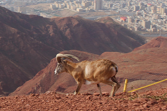 ماجرای شکارچی توبهکاری که حافظ محیط زیست شد ماجرای شکارچی توبهکاری که حافظ محیط زیست شد