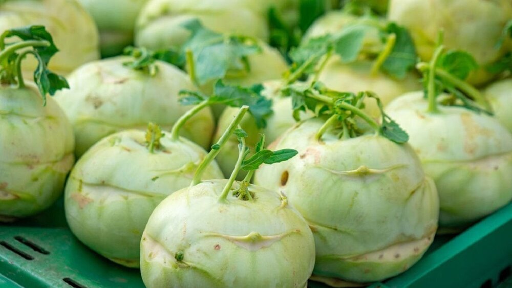 کلم قمری، داروی گیاهی بی خوابی کلم قمری، داروی گیاهی بی خوابی