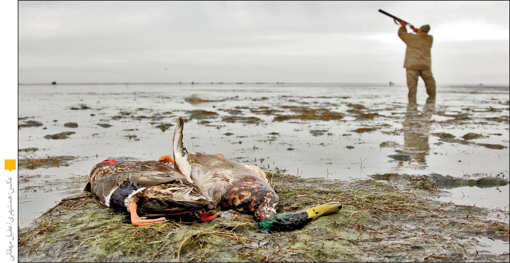 موج دوم حمله شکارچیان به میانکاله  موج دوم حمله شکارچیان به میانکاله