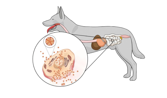 ویروس پاروا در سگ