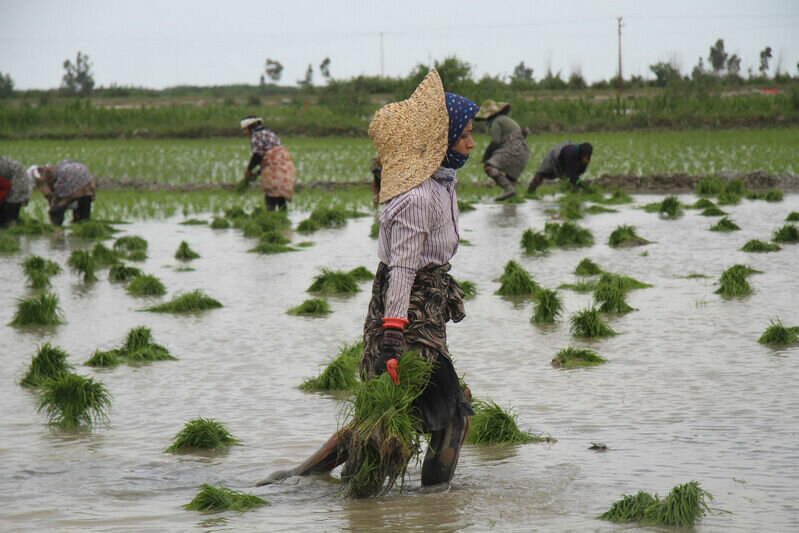  هشدار کارشناسان درباره پیامدهای منفی تولید برنج با «زهکشی زیرزمینی»