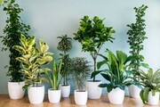 گیاهان آپارتمانی به تنفس آسان تر در محیط کمک می کنند