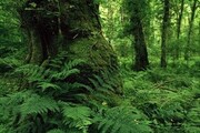 وجود بیش از 7 هزار گونه گیاهی و جانوری در جنگل‌های کشور