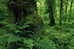 وجود بیش از 7 هزار گونه گیاهی و جانوری در جنگل های کشور