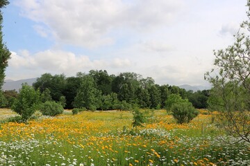 اکوتراپی؛درمانی سبز برای بازسازی روان و بدن در دنیای پر استرس امروز