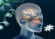 «التهاب» عامل از دست دادن حس بویایی در بیماران کرونایی