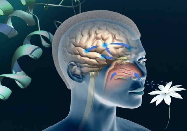 «التهاب» عامل از دست دادن حس بویایی در بیماران کرونایی