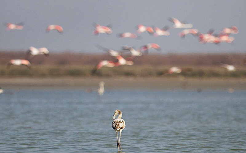 تخلف در تخلف در میانکاله تخلف در تخلف در میانکاله
