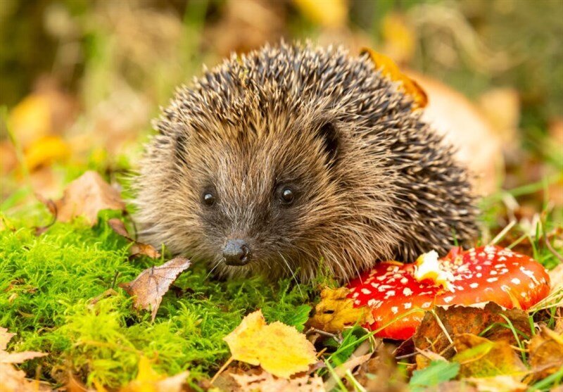 شناسایی یک ابرمیکروب خطرناک در جوجهتیغی اروپایی!  شناسایی یک ابرمیکروب خطرناک در جوجهتیغی اروپایی!