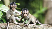 خطر آبله میمونی؛ توهم یا و اقعیت؟