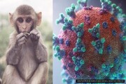 نشانه‌های ابتلا به «آبله میمون» / بررسی اثربخشی واکسن «آبله»