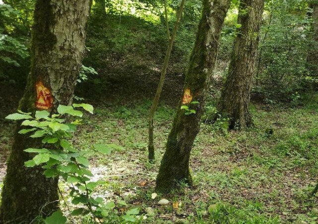 آغاز مجدد بهره برداری چوبی از جنگل های شمال/  بیش از 150 اصله درخت سرپای هیرکانی در مازندران توسط "اداره کل منابع طبیعی ساری" برای قطع، نشانه گذاری شد آغاز مجدد بهره برداری چوبی از جنگل های شمال/  بیش از 150 اصله درخت سرپای هیرکانی در مازندران توسط "اداره کل منابع طبیعی ساری" برای قطع، نشانه گذاری شد