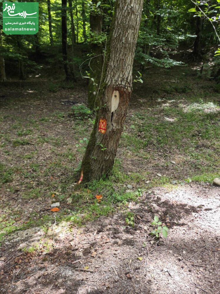آغاز مجدد بهره برداری چوبی از جنگل های شمال/  بیش از 150 اصله درخت سرپای هیرکانی در مازندران توسط "اداره کل منابع طبیعی ساری" برای قطع، نشانه گذاری شد