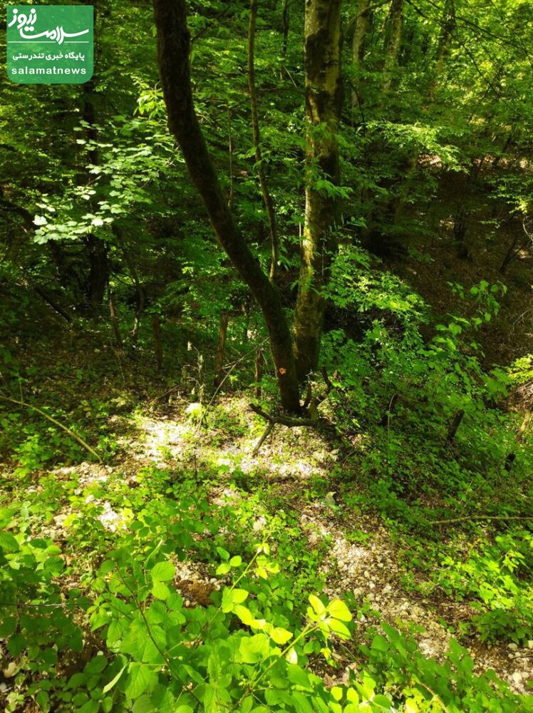 آغاز مجدد بهره برداری چوبی از جنگل های شمال/  بیش از 150 اصله درخت سرپای هیرکانی در مازندران توسط "اداره کل منابع طبیعی ساری" برای قطع، نشانه گذاری شد