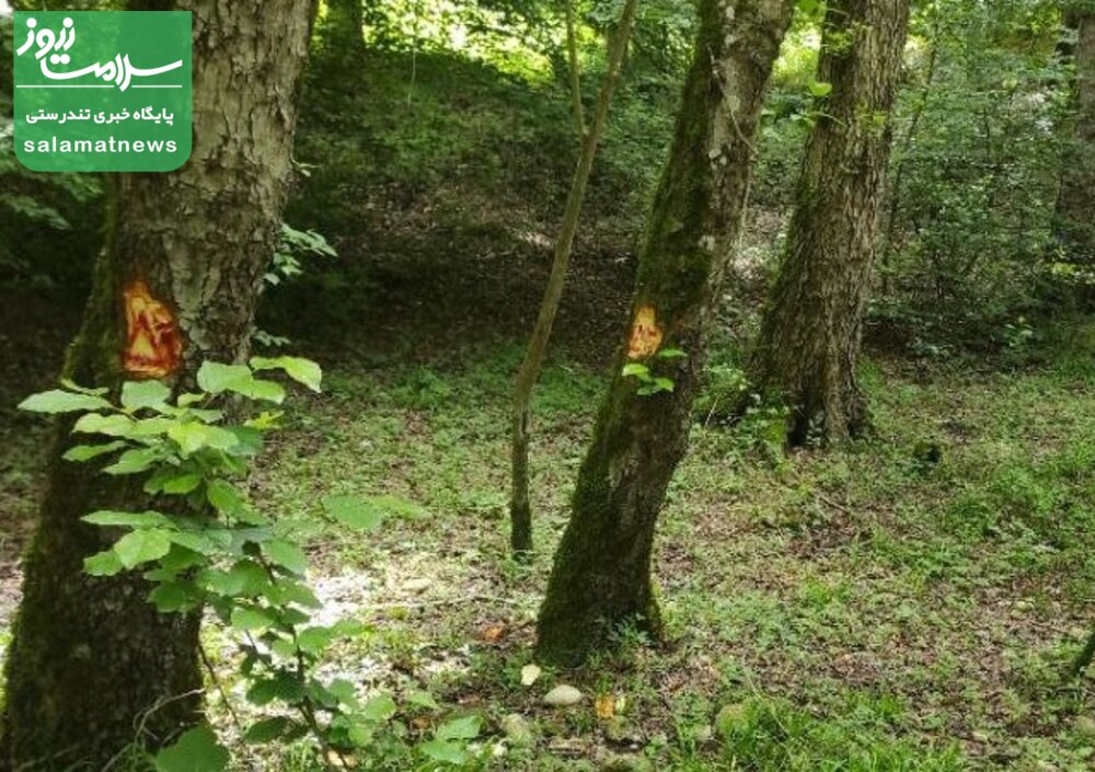 آغاز مجدد بهره برداری چوبی از جنگل های شمال/  بیش از 150 اصله درخت سرپای هیرکانی در مازندران توسط "اداره کل منابع طبیعی ساری" برای قطع، نشانه گذاری شد