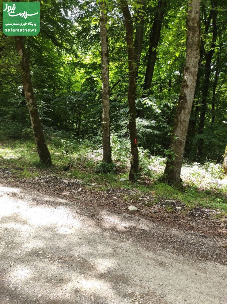 آغاز مجدد بهره برداری چوبی از جنگل های شمال/  بیش از 150 اصله درخت سرپای هیرکانی در مازندران توسط "اداره کل منابع طبیعی ساری" برای قطع، نشانه گذاری شد