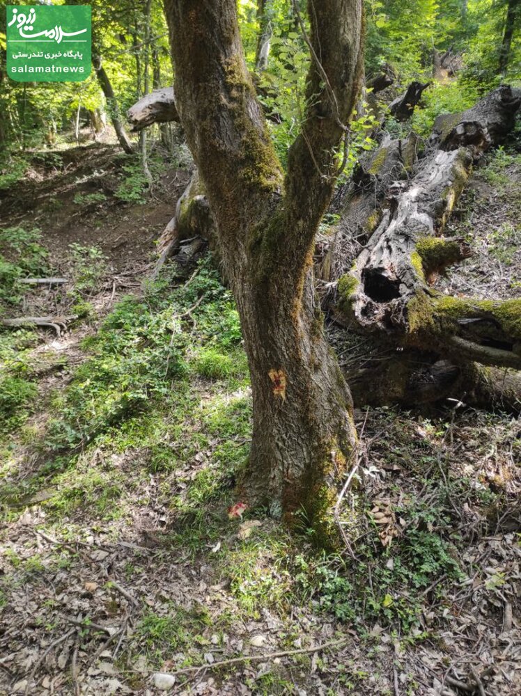 آغاز مجدد بهره برداری چوبی از جنگل های شمال/  بیش از 150 اصله درخت سرپای هیرکانی در مازندران توسط "اداره کل منابع طبیعی ساری" برای قطع، نشانه گذاری شد