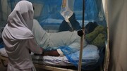 افزایش موارد ابتلا به تب کریمه کنگو در تابستان