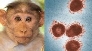 آبله میمون پاندمی بعدی در جهان نیست