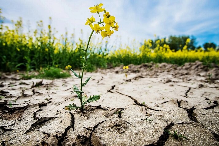 روز جهانی مبارزه با بیابان زدایی روز جهانی مبارزه با بیابان زدایی