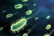 خطر شیوع وبا جدی است/ میکروبی که فقط انسان را گرفتار می کند