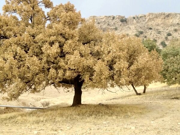 بیتدبیری مسئولان ، باعث نابودی جنگلهای بلوط کهگیلویه و بویراحمد شد/ از هر ۱۰ درخت،هشت درخت به علت آفتزدگی خشکیدند  بیتدبیری مسئولان ، باعث نابودی جنگلهای بلوط کهگیلویه و بویراحمد شد/ از هر ۱۰ درخت،هشت درخت به علت آفتزدگی خشکیدند