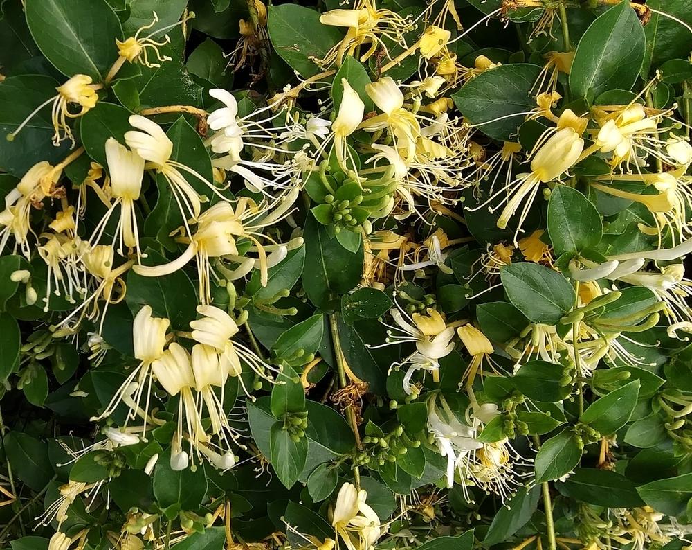 داروهای گیاهی برای تسکین میگرن