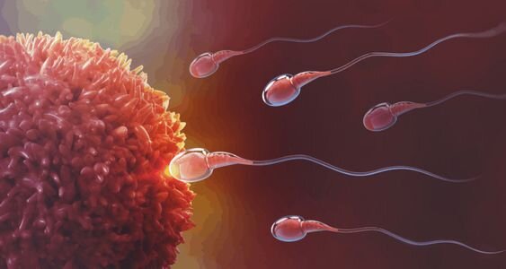 آزواسپرمی چیست؟ آزواسپرمی چیست؟