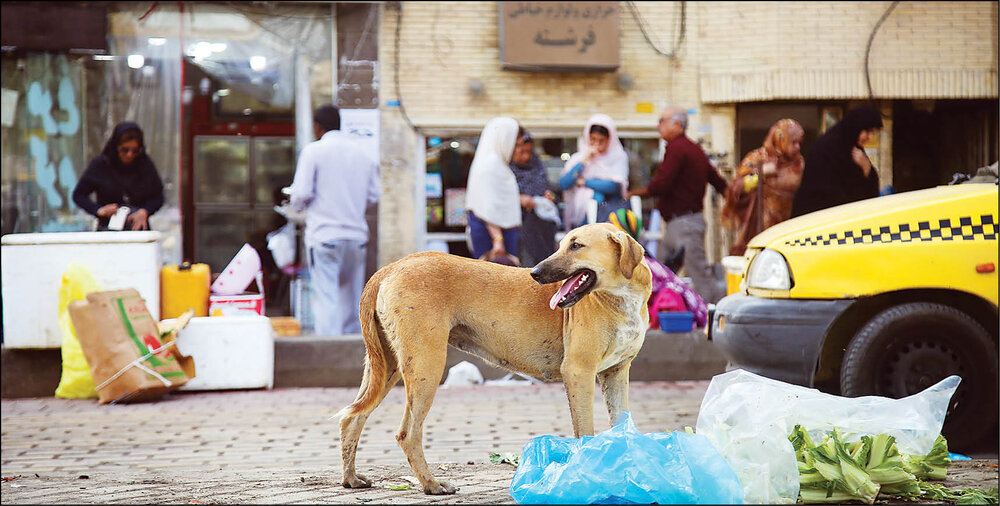 تراژدی کودک‌کشی سگ‌های ولگرد / ایران رتبه سوم مرگ‌ومیر ناشی از هاری را در جهان دارد