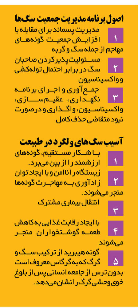 تراژدی کودککشی سگهای ولگرد / ایران رتبه سوم مرگومیر ناشی از هاری را در جهان دارد