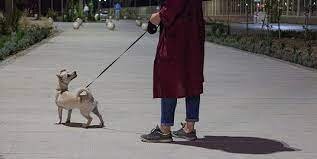 سگ‌گردانی در هیچ‌کدام از بوستان‌های تهران مجاز نیست