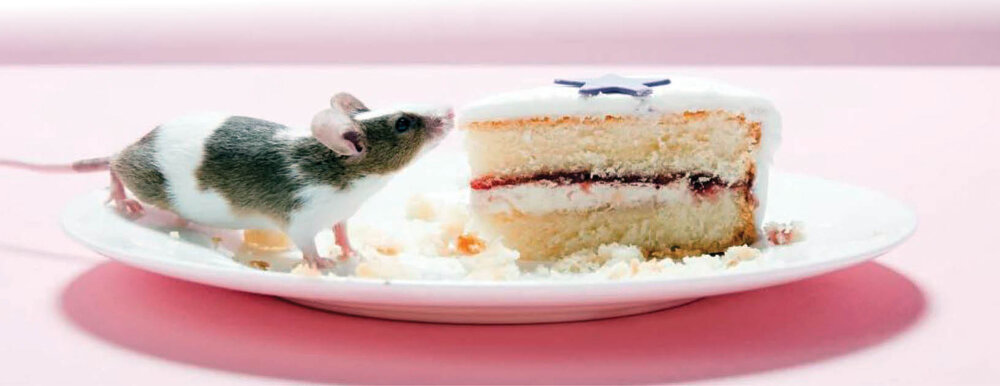 شلیک غذای چرب به عقل ما  شلیک غذای چرب به عقل ما