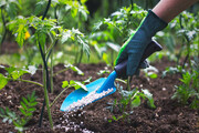 باغبانی در بهبود سلامت روان موثر است