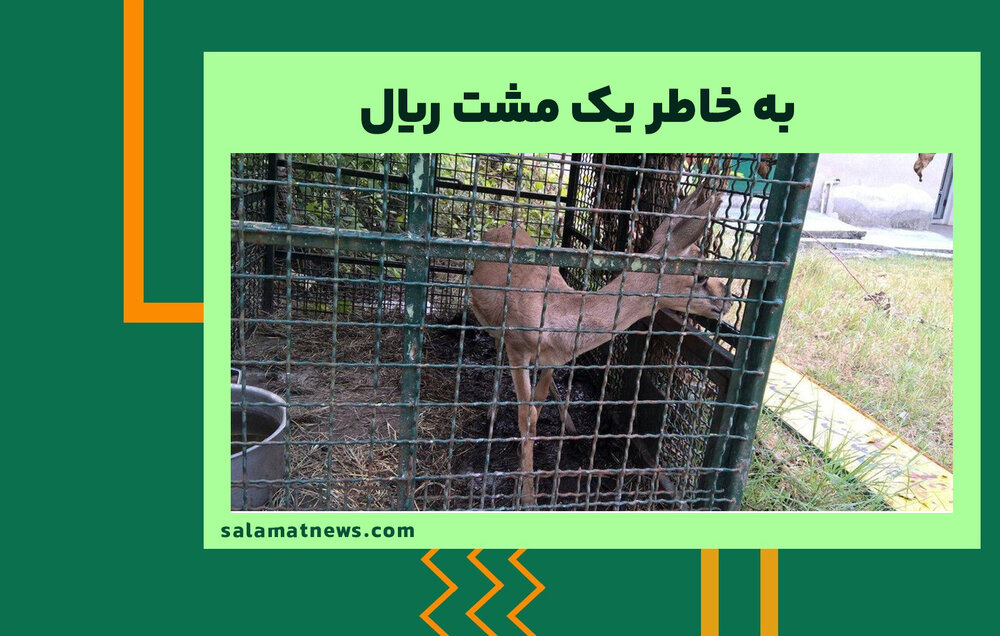 به خاطر یک مشت ریال به خاطر یک مشت ریال