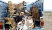 صادرات سگ به تهران!