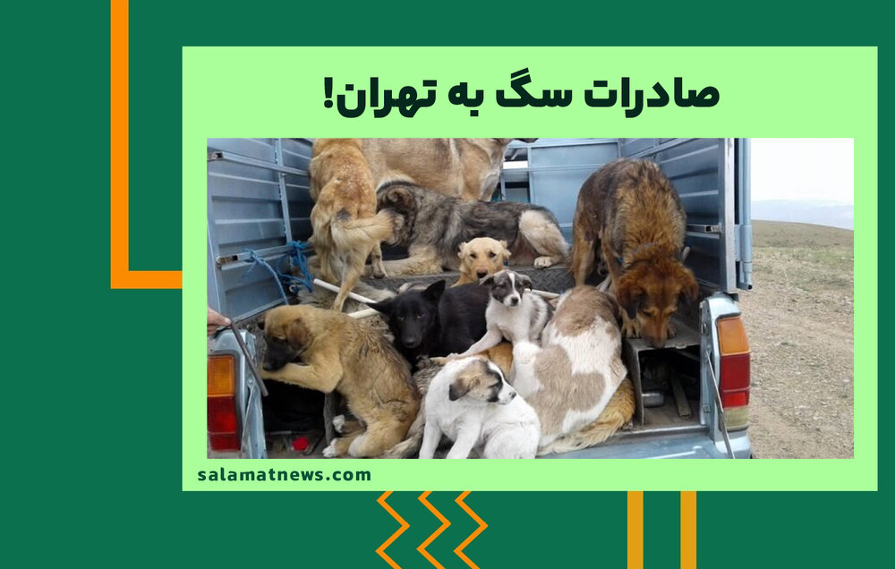 صادرات سگ به تهران!