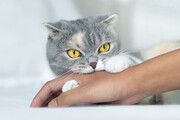 آیا خراش و گازگرفتگی توسط گربه می‌تواند خطرناک باشد؟